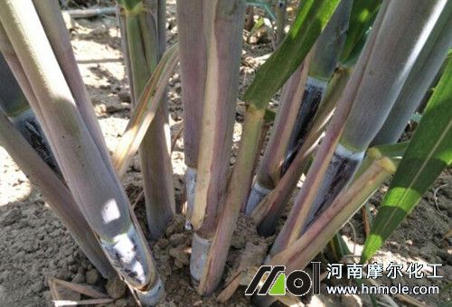 甘蔗種植分蘗期追肥 甘蔗種植分蘗期追肥