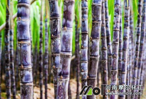 甘蔗成熟施肥 甘蔗成熟施肥