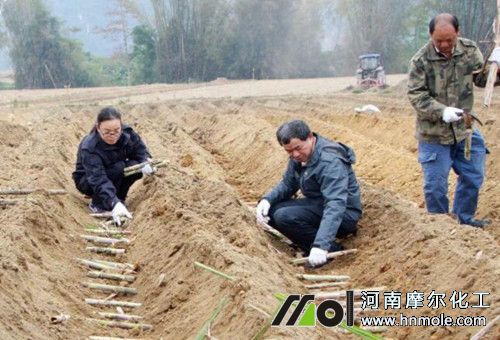 甘蔗種植施肥 甘蔗種植施肥