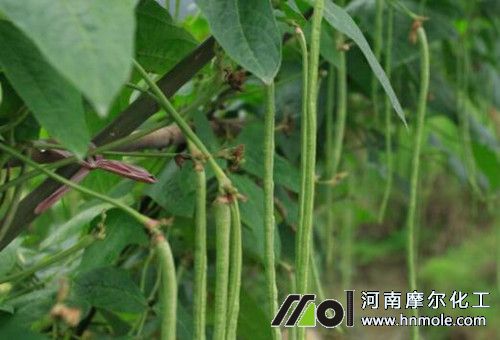 大棚豆角沖水溶肥 大棚豆角沖水溶肥