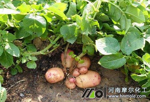 土豆需肥特點 土豆需肥特點