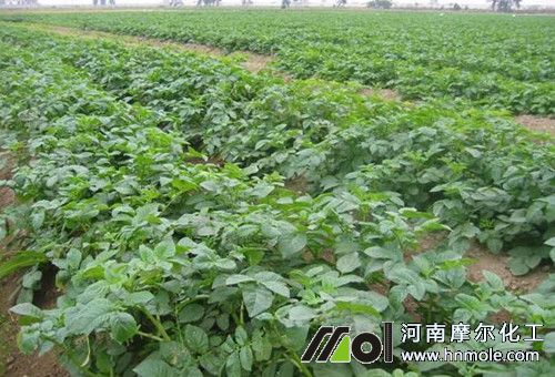 水溶肥一畝地用量 水溶肥一畝地用量