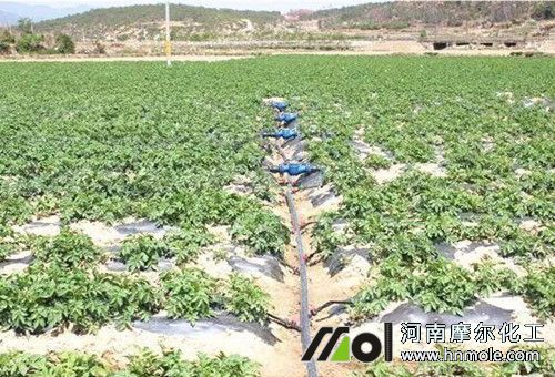 土豆滴灌施肥 土豆滴灌施肥