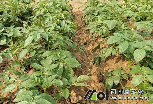 土豆能否沖水溶肥 土豆能否沖水溶肥