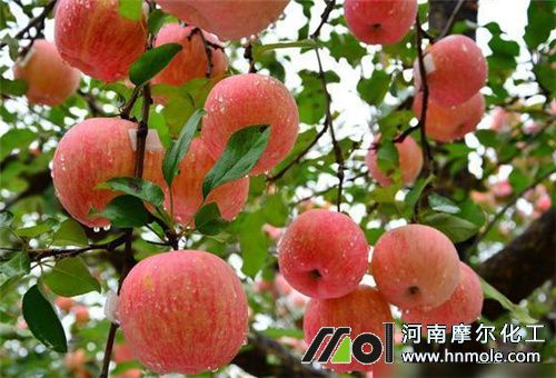 果樹施水溶肥好還是化肥 果樹施水溶肥好還是化肥