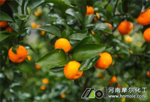 果樹施水溶肥好還是化肥 果樹施水溶肥好還是化肥