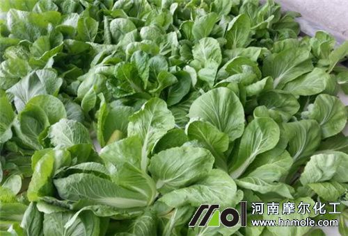 水溶肥見效期 水溶肥見效期