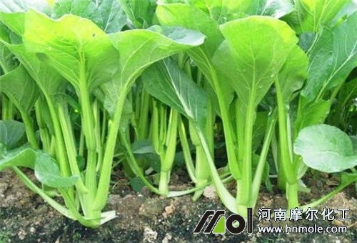葉菜施肥食用時間 葉菜施肥食用時間