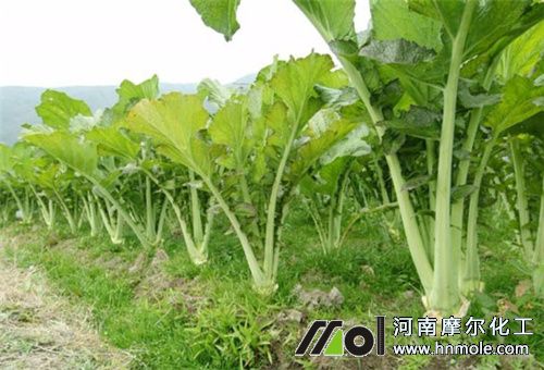 水溶肥使用注意 水溶肥使用注意