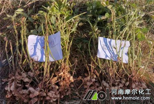 水溶肥試驗對比 水溶肥試驗對比