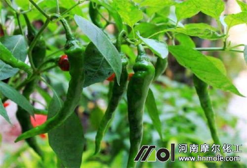 辣椒結果后施肥 辣椒結果后施肥