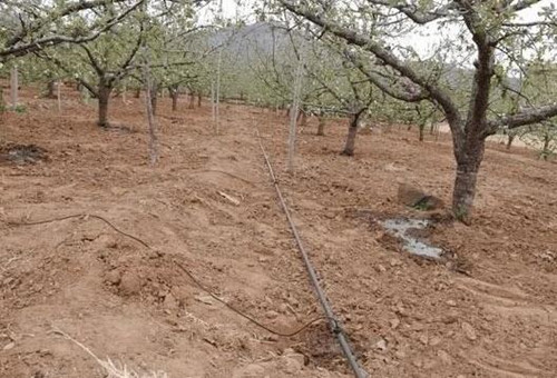 水溶肥和水混合是否會流失 水溶肥和水混合是否會流失