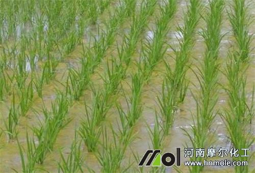 水溶肥在水稻上應(yīng)用 水溶肥在水稻上應(yīng)用