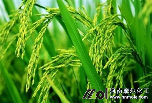 水溶肥在水稻上應(yīng)用 水溶肥在水稻上應(yīng)用