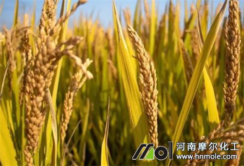 水溶肥使用方法 水溶肥使用方法