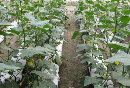 黃瓜施肥注意 黃瓜施肥注意