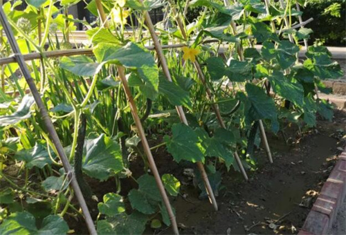 黃瓜生長要鉬肥 黃瓜生長要鉬肥