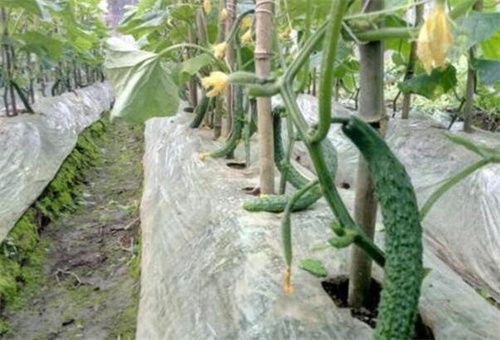 黃瓜生長要鉬肥 黃瓜生長要鉬肥