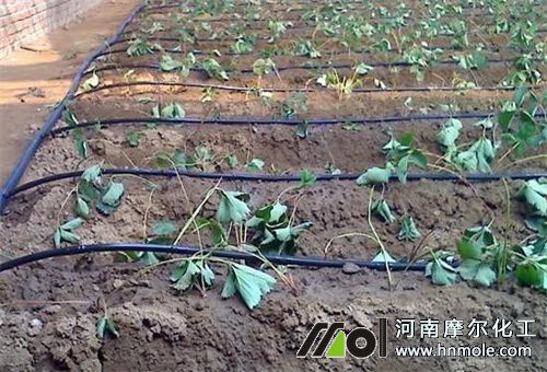 地比較干水溶肥施法 地比較干水溶肥施法