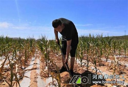 地比較干水溶肥施法 地比較干水溶肥施法