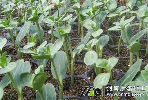 種苗打完蟲能否澆水溶肥 種苗打完蟲能否澆水溶肥