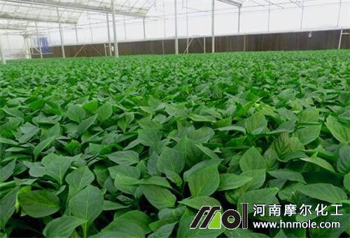 種苗打完蟲能否澆水溶肥 種苗打完蟲能否澆水溶肥