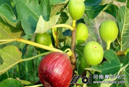 無花果施水溶肥 無花果施水溶肥