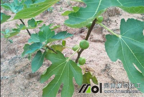 無花果多結果方法 無花果多結果方法