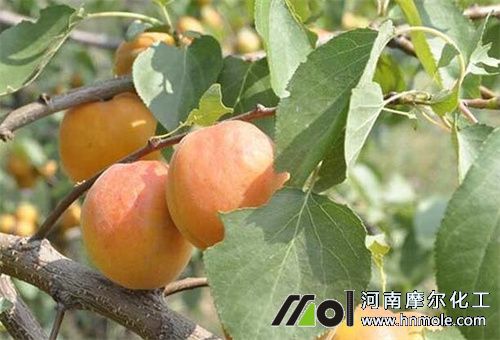 杏樹杏核期施肥 杏樹杏核期施肥