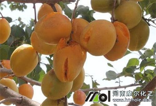 杏樹增甜防曬用肥 杏樹增甜防曬用肥