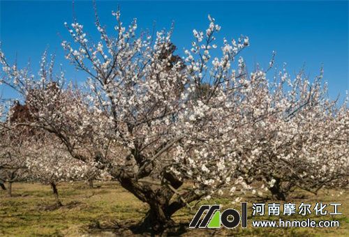 杏樹花后期施肥 杏樹花后期施肥