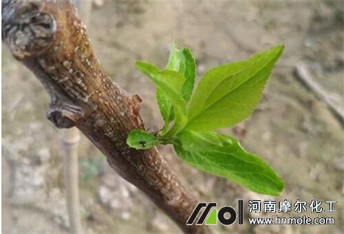 杏樹花前期施肥 杏樹花前期施肥