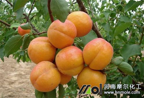 杏樹施水溶肥 杏樹施水溶肥