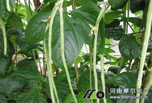 豆角用過水溶肥好處 豆角用過水溶肥好處