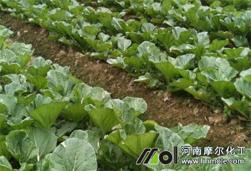 菜地澆施水溶肥 菜地澆施水溶肥