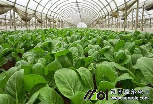 蔬菜大棚 蔬菜大棚