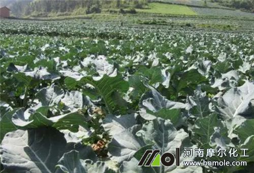 西蘭花追肥注意 西蘭花追肥注意