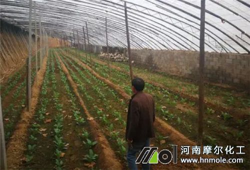 西蘭花滴灌施肥 西蘭花滴灌施肥