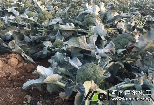 西蘭花施肥 西蘭花施肥