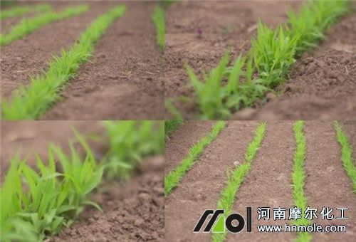 大量元素水溶肥不傷根 大量元素水溶肥不傷根
