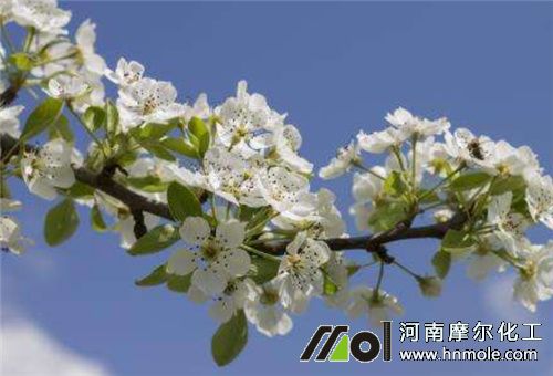 苗期用水溶肥 苗期用水溶肥