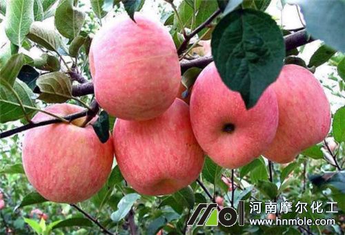 成熟前用水溶肥 成熟前用水溶肥