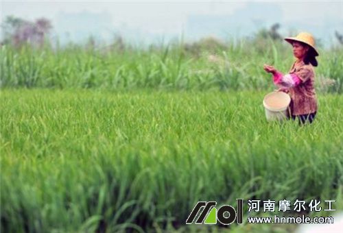 水稻上用水溶肥作用2 水稻上用水溶肥作用2