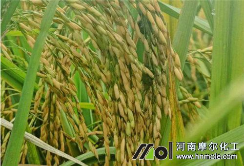 水稻上用水溶肥作用1 水稻上用水溶肥作用1