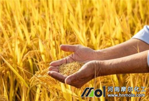 水稻上用水溶肥作用 水稻上用水溶肥作用