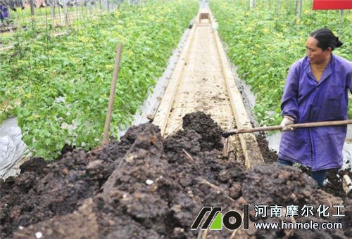 西葫蘆追肥注意 西葫蘆追肥注意