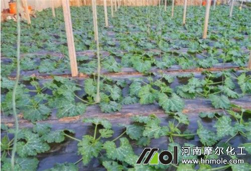 西葫蘆追肥注意 西葫蘆追肥注意