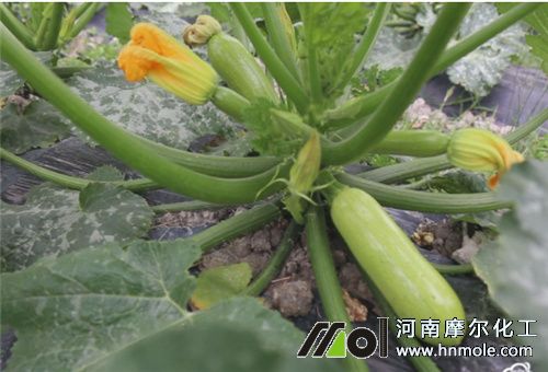 西葫蘆施肥時間 西葫蘆施肥時間