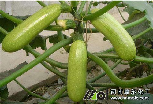 西葫蘆盛瓜期追肥 西葫蘆盛瓜期追肥