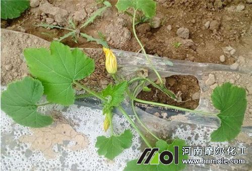 西葫蘆苗期追肥 西葫蘆苗期追肥
